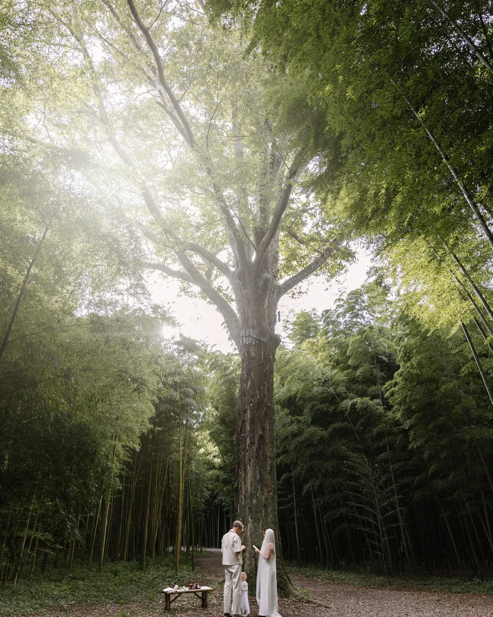 A bride walks into a shaft of light between tall bamboo.