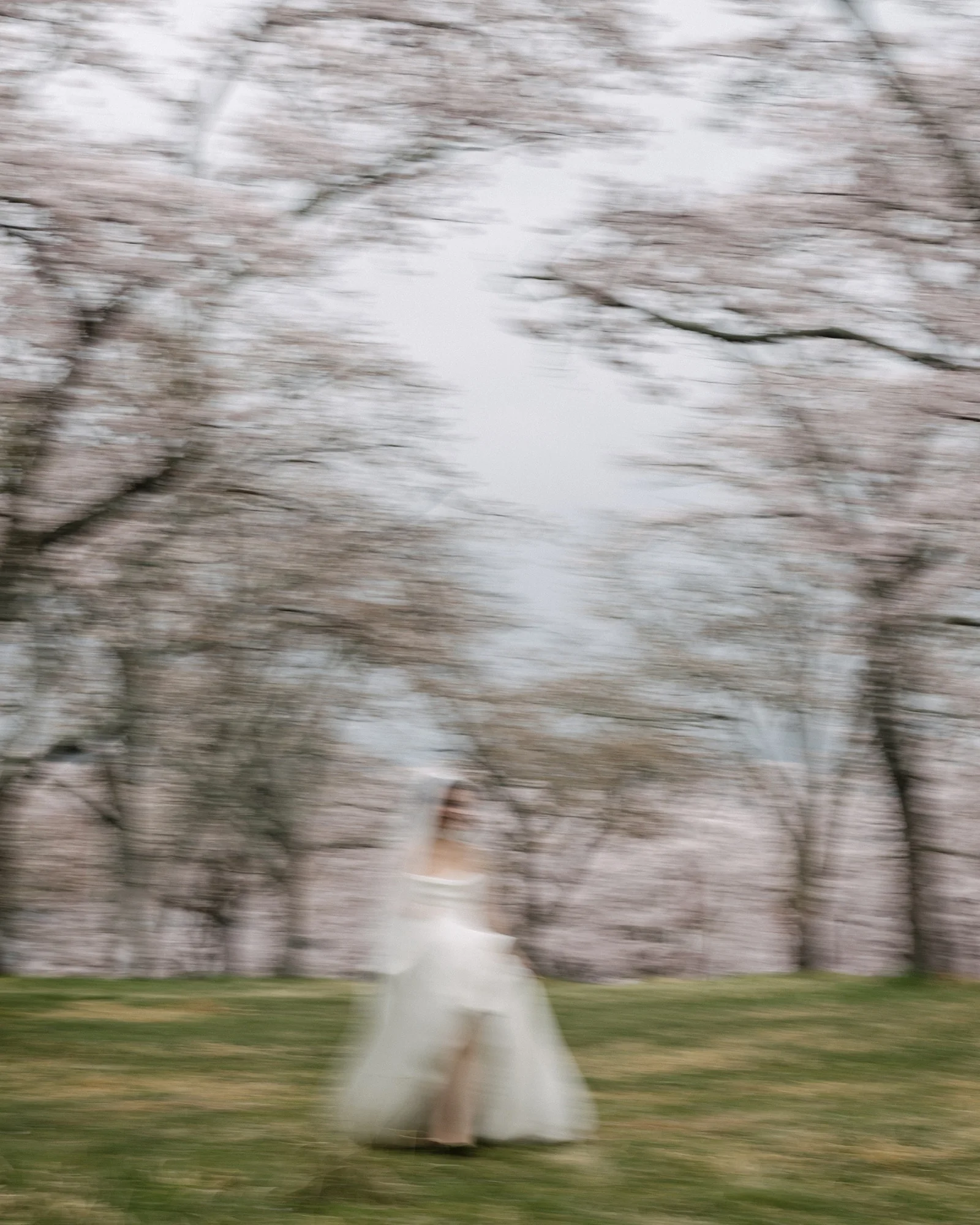 The bride runs across the grass through a grove of cherry trees in bloom, the frame soft with movement.