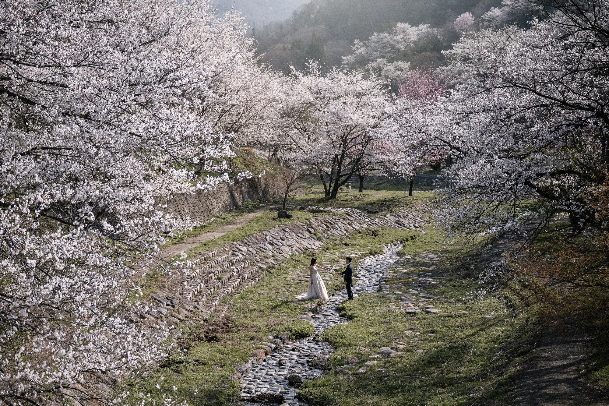 A couple walk through a valley of cherry trees in full bloom near Matsumoto.
