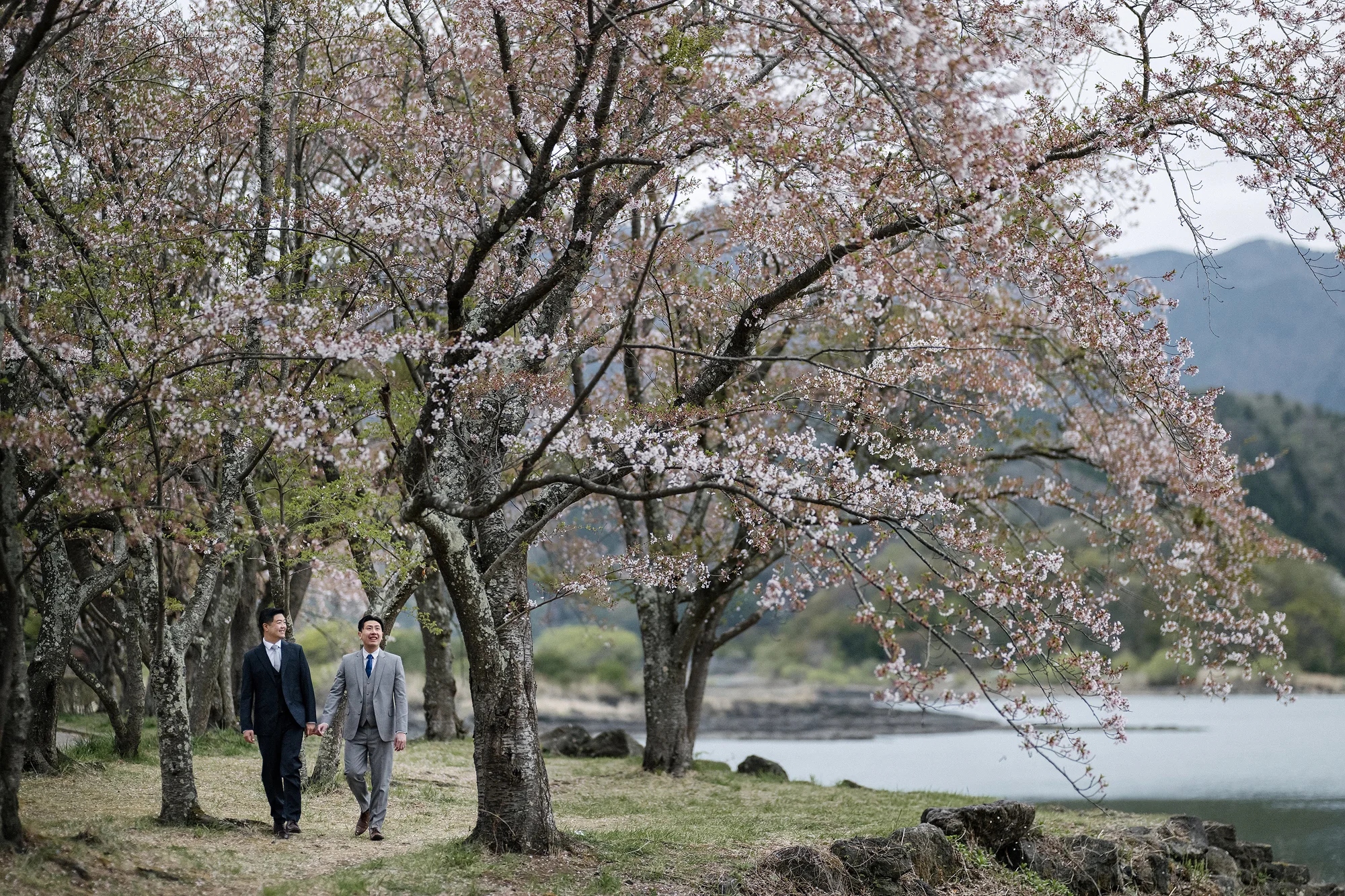Two grooms walk beneath cherry blossom beside a lake in the Fuji Five Lakes.