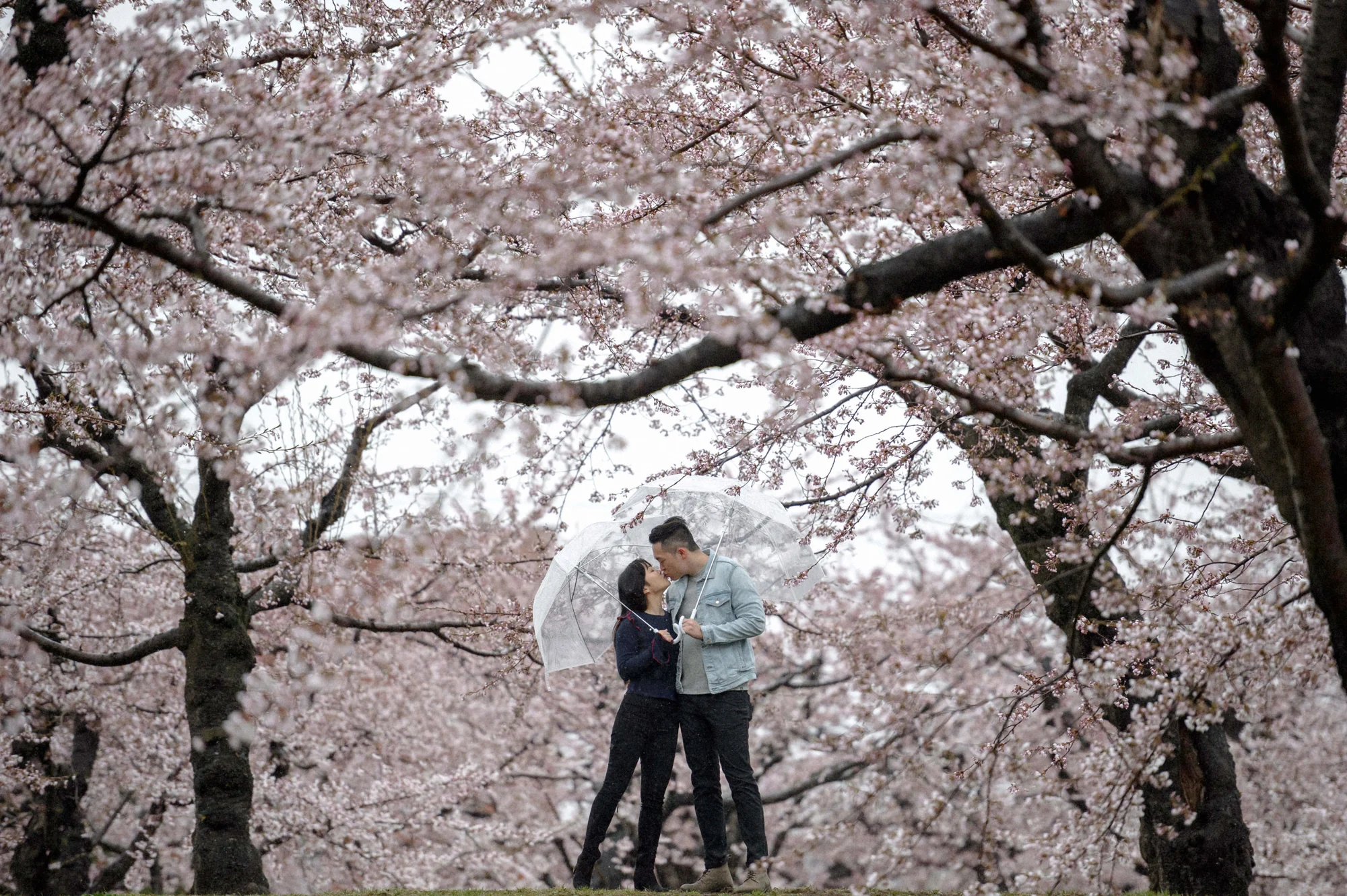 Couple beneath flowering cherry trees with a clear umbrella in Hokkaido.
