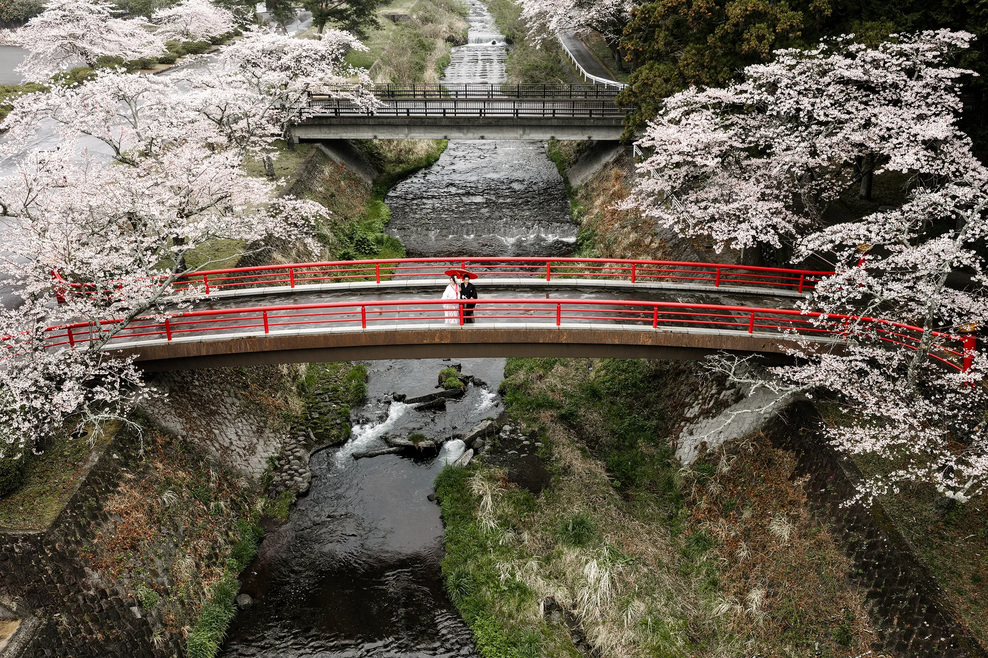 Seen from above, the couple stand under a red umbrella on a red bridge over a rocky stream by Taiseki-ji, cherry trees in full bloom on both banks.