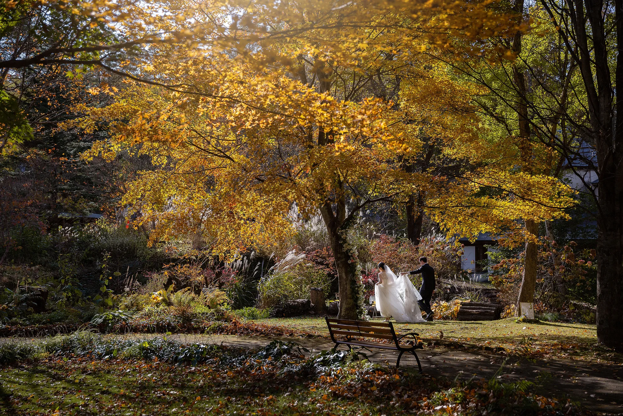 The couple stand small beneath a great golden maple in an autumn garden in Karuizawa.