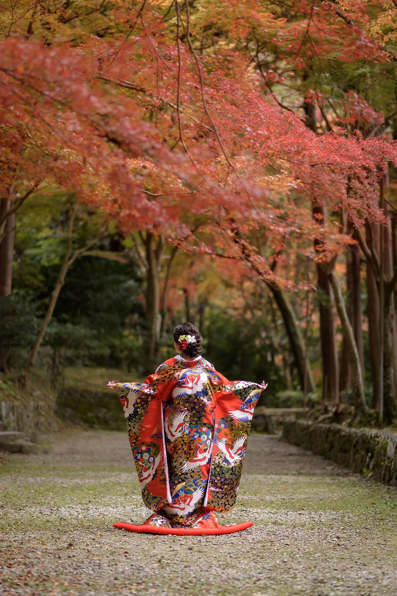 The bride opens her arms in a red iro-uchikake embroidered with cranes beneath red maples on a temple path in Kyoto.