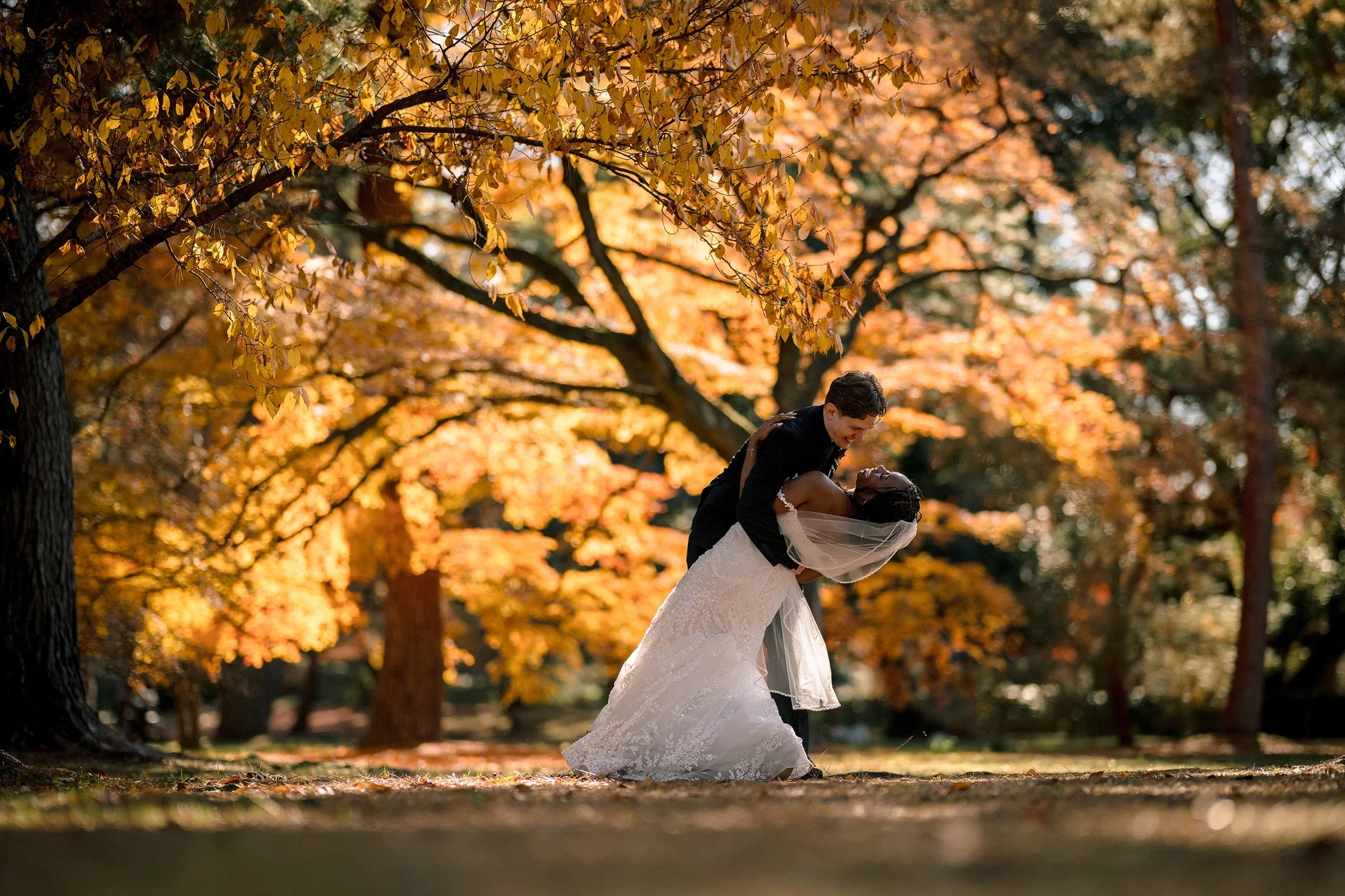 The groom dips the bride beneath golden maples in Kyoto.