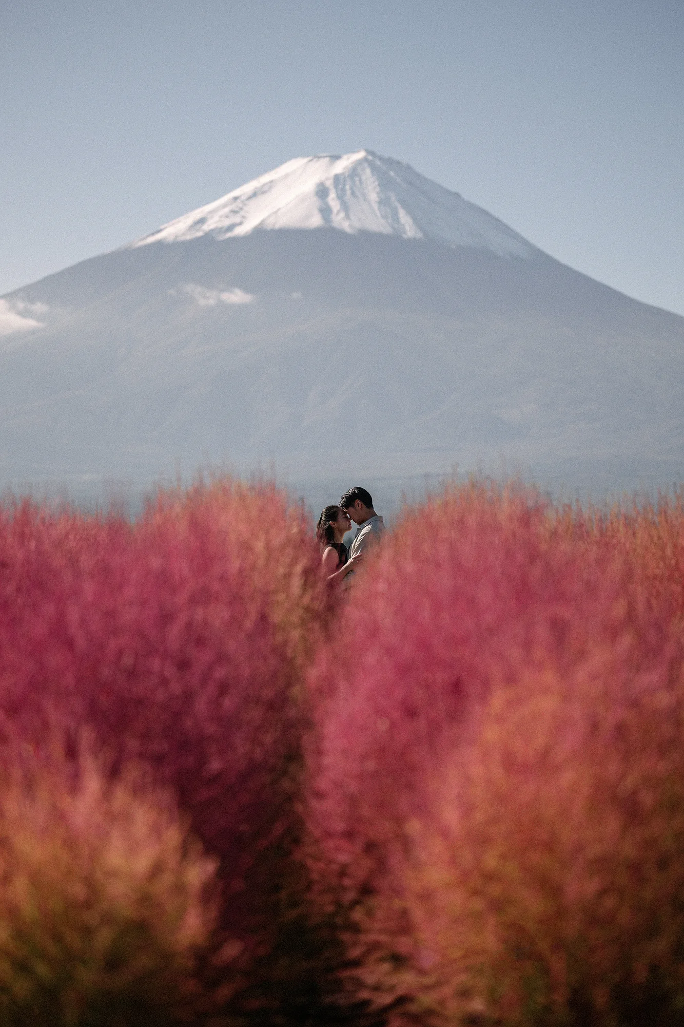 A couple among red kochia bushes, Mt Fuji rising behind them.