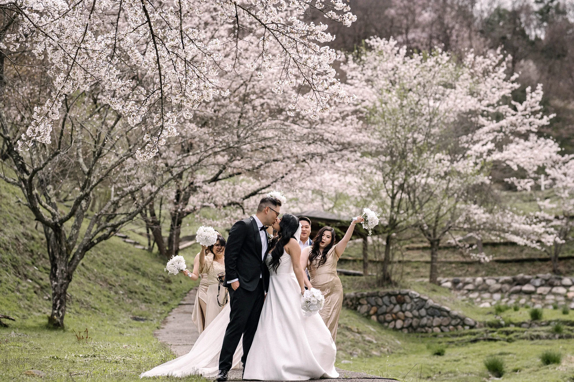 The bride and groom laugh with their bridesmaids beneath cherry trees in full bloom on a hillside near Matsumoto.