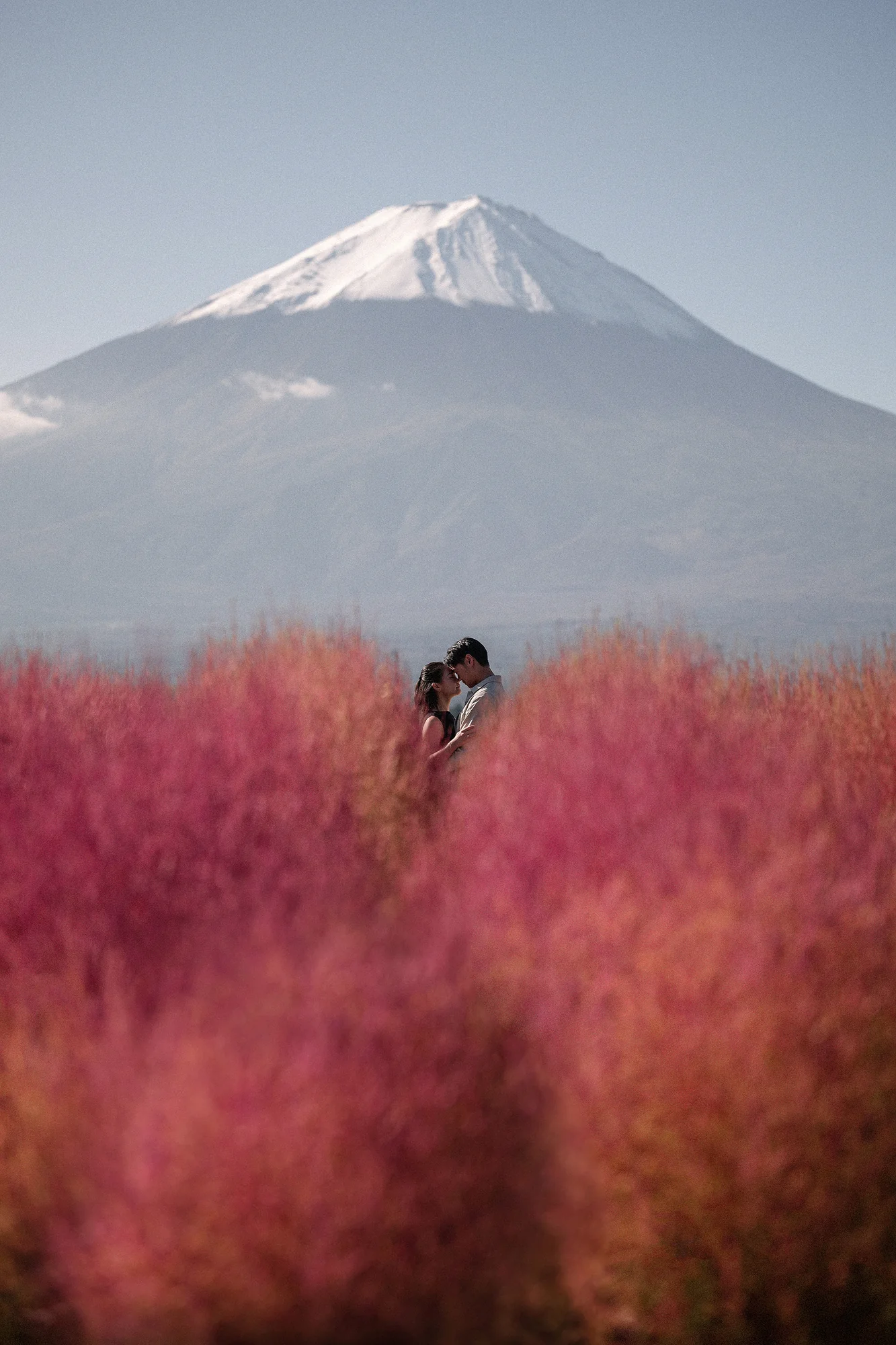A couple stand among red kochia bushes, Mt Fuji rising behind.