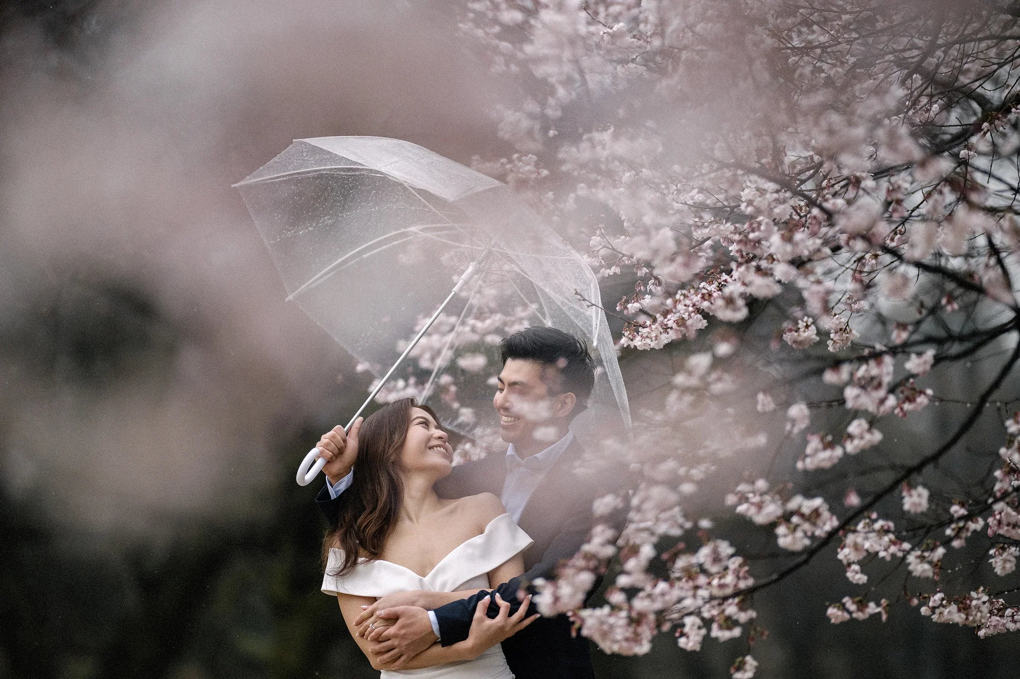 A couple share a clear umbrella beneath cherry blossom, the groom holding the bride from behind.