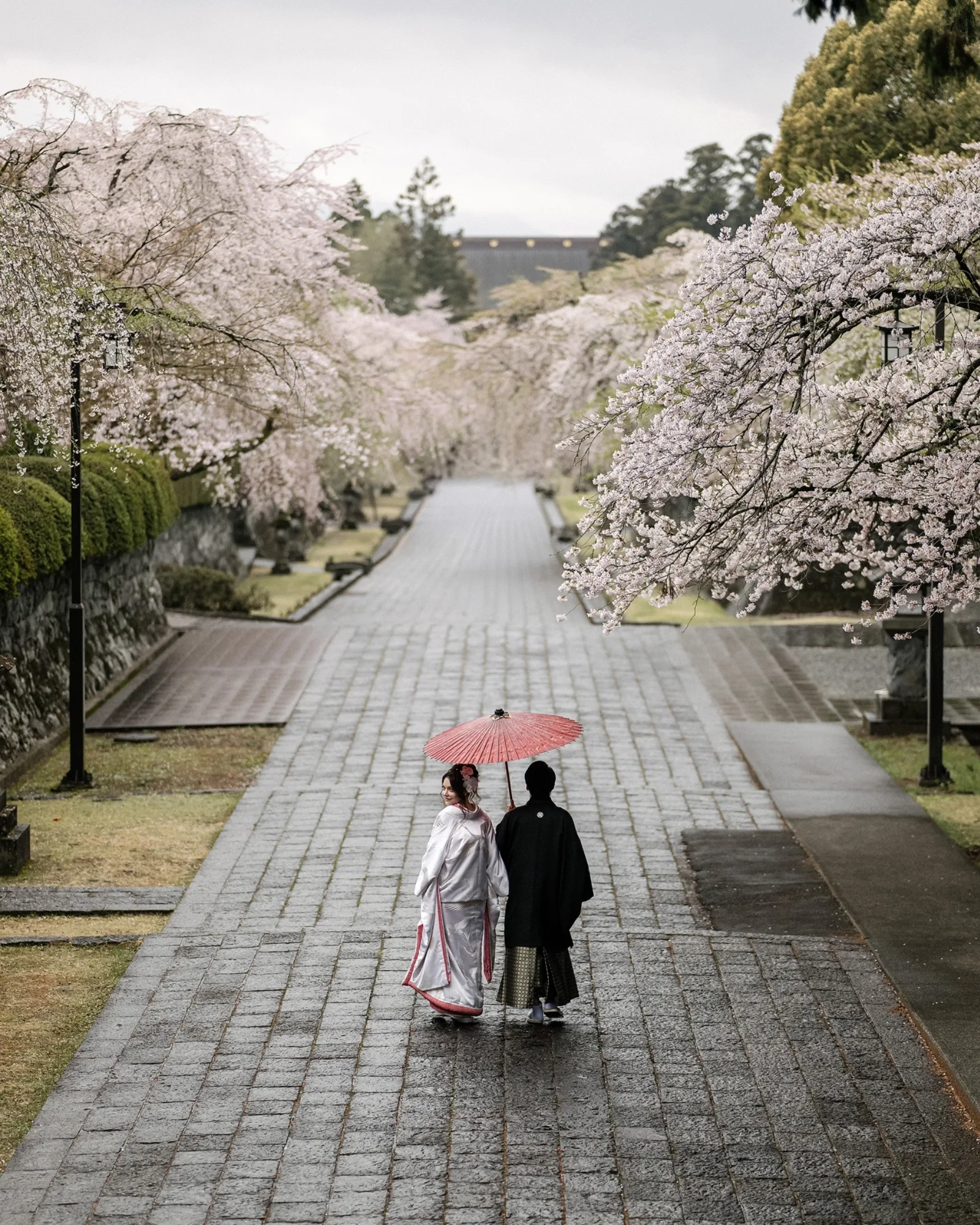 The bride looks back as the couple walks under a red paper umbrella down the wet stone approach of Taiseki-ji, lined with cherry trees in bloom.
