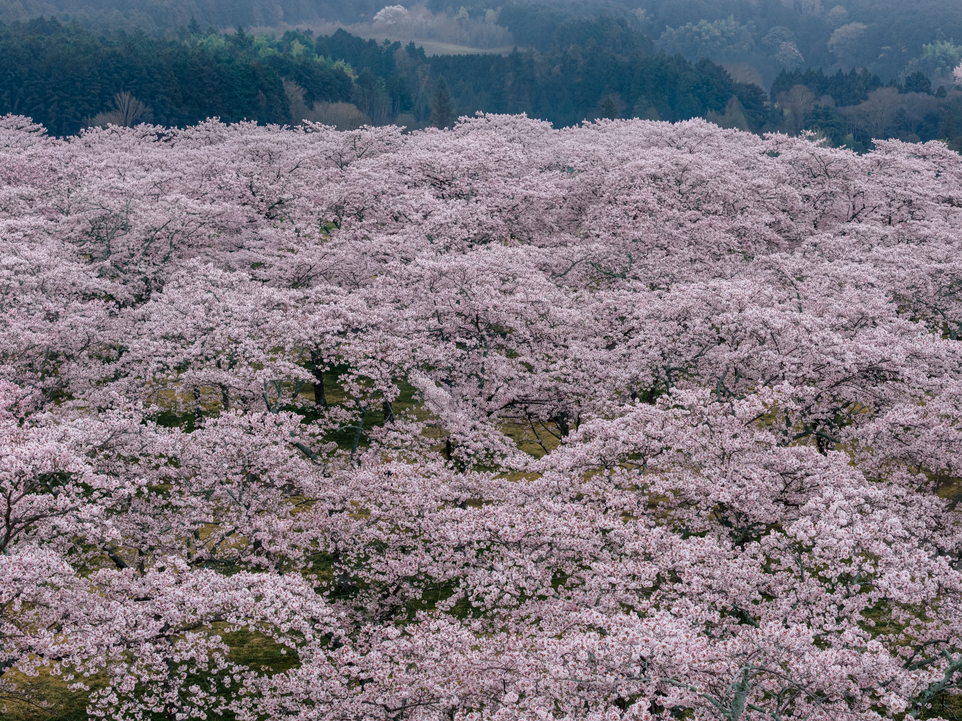 Thousands of cherry trees in full bloom in Fujinomiya, the hills behind softened by spring haze.