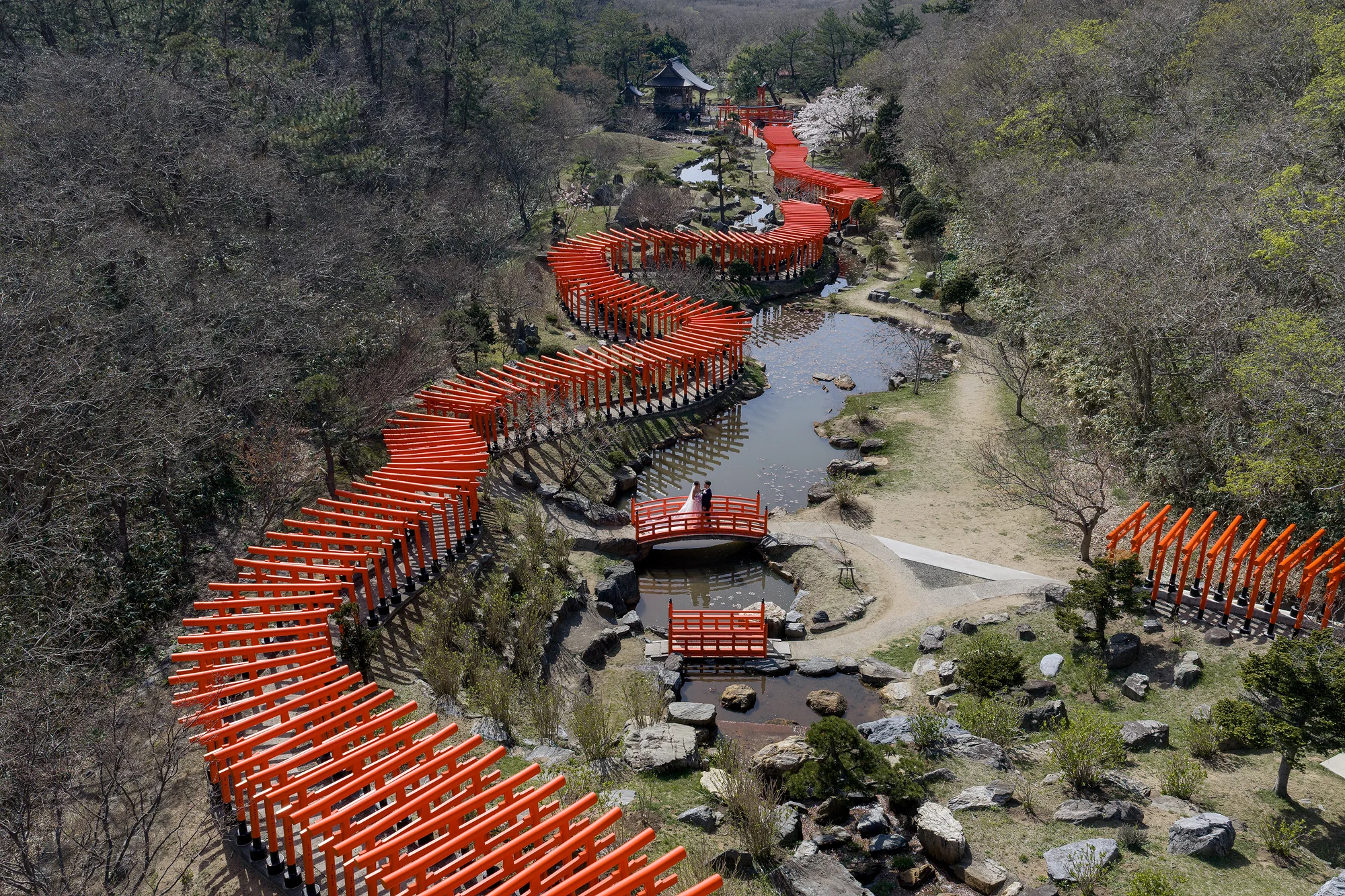 From above, hundreds of vermilion torii curve through a spring garden and over a pond at Takayama Inari Shrine in Aomori, the couple small on a red bridge.