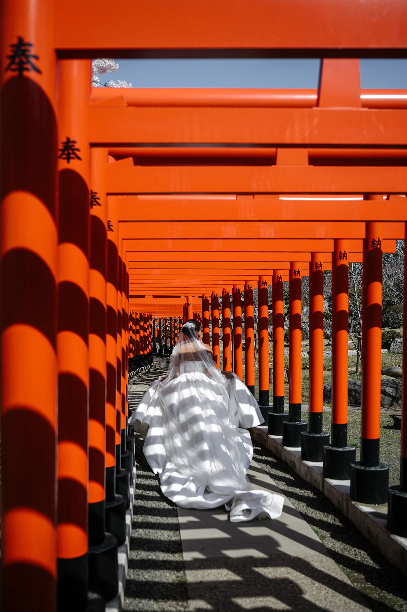 Seen from behind, the bride in her gown and veil walks through a long tunnel of vermilion torii striped with shadow at Takayama Inari Shrine in Aomori.
