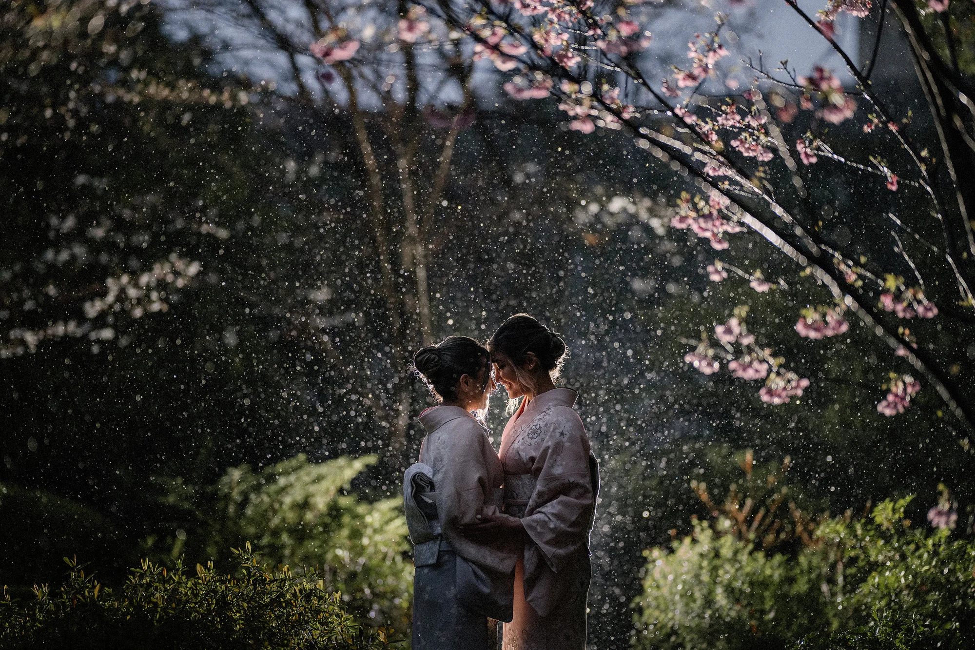 Two brides in kimono face each other beneath cherry blossom at dusk.